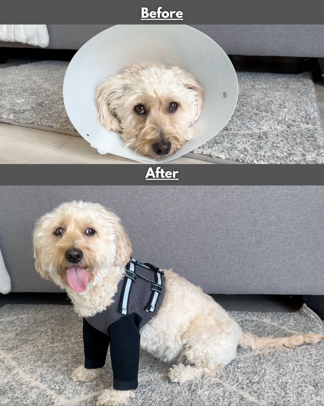 Front Leg Recovery Sleeves