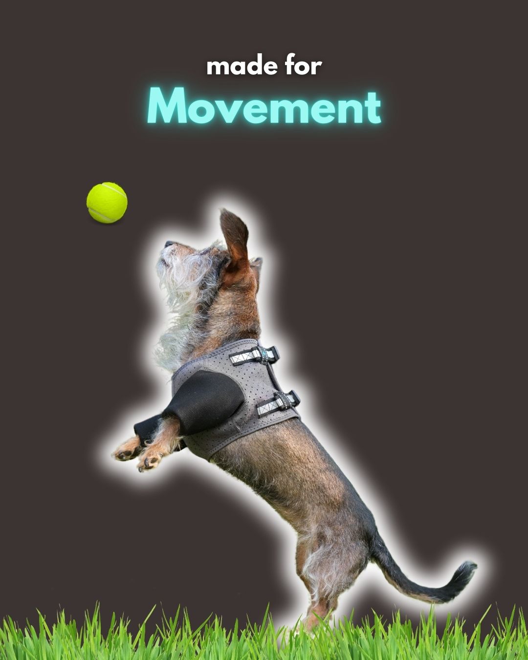 Front Leg Recovery Sleeves