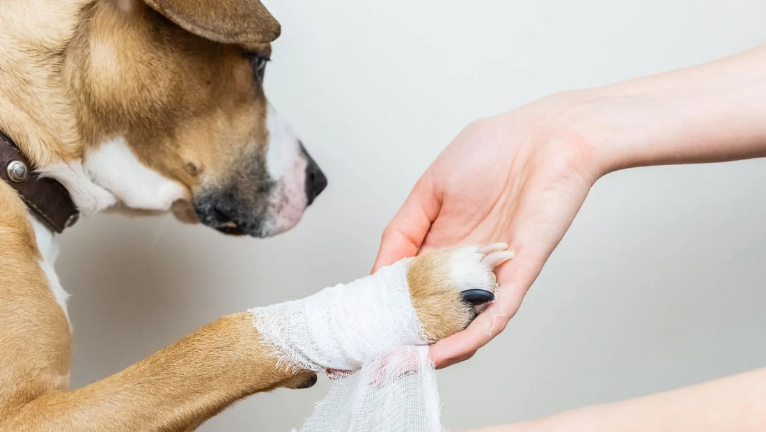 Acral Lick Dermatitis in Dogs: Causes, Symptoms & Treatment Options Pupcovery