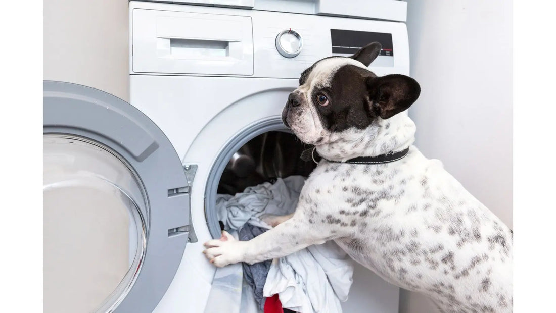 How to Wash a Dog Recovery Suit: The Complete Care Guide