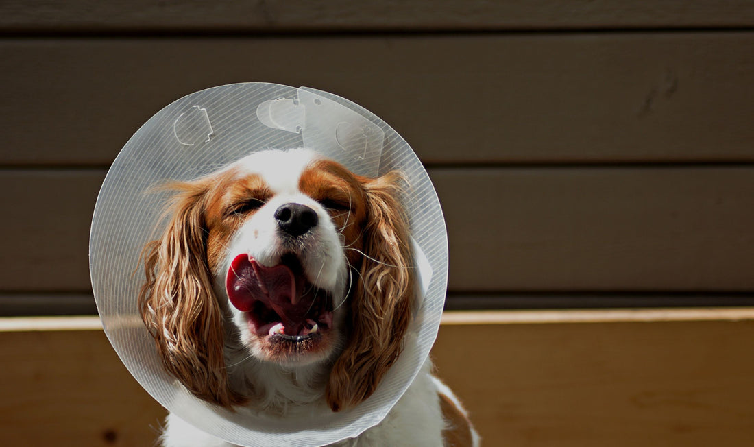 9 Shocking Truths About Pet Recovery, and How You Can Fix It
