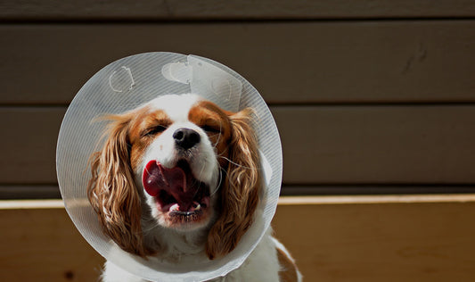 9 Shocking Truths About Pet Recovery, and How You Can Fix It