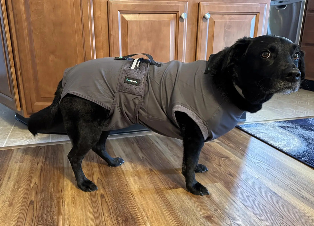 A dog wearing a pupcovery recovery onesie