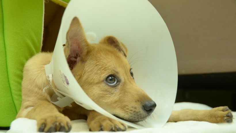 Hot Spots on Dogs: What They Are, Why They Happen, and How to Help Your Dog Recover