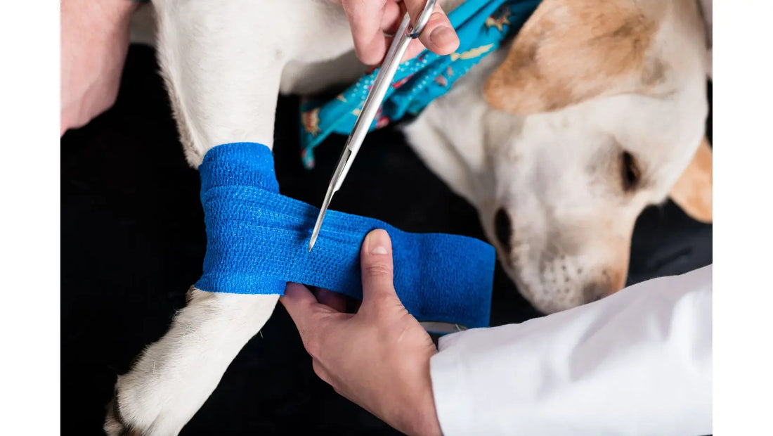 Dog ACL Surgery Recovery: Day-by-Day Timeline and What to Expect