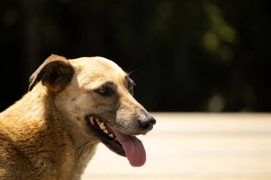 Dog Wound Stinks: What the Smell Actually Means and What to Do Now