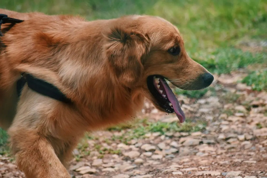 Dog Dry Cooling vs Wet Cooling Vest: Which Type Actually Works for Your Dog?