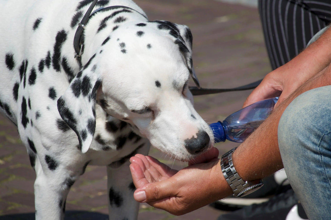 Man offering water to a dalmatian dog outdoors