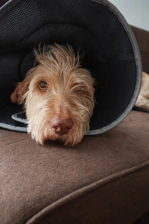 Dog Spay Recovery: The Complete Owner's Guide