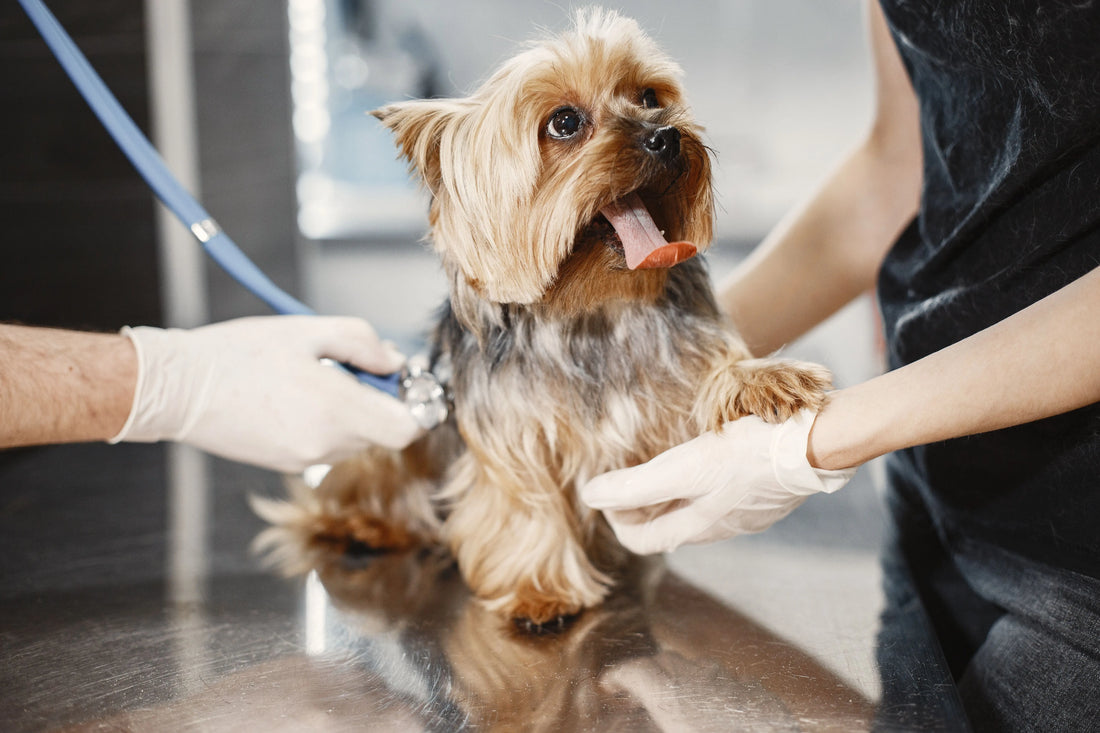 A small dog being attended to at a vet