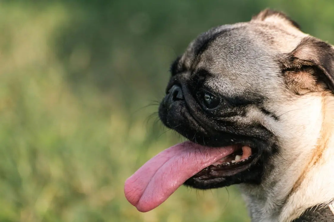 Dog Recovery Suit Without Tail Hole: When You Need One (and When You Don't)