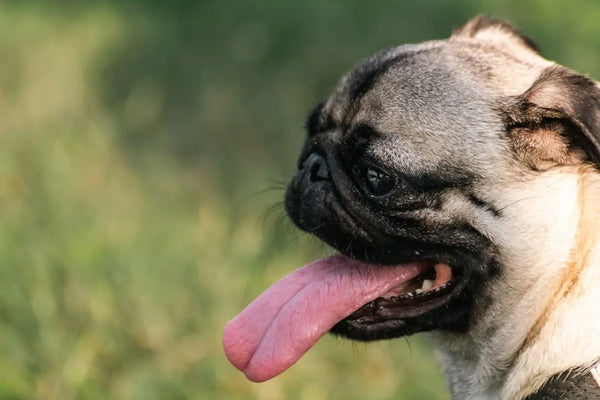 Dog Recovery Suit Without Tail Hole: When You Need One (and When You Don't)