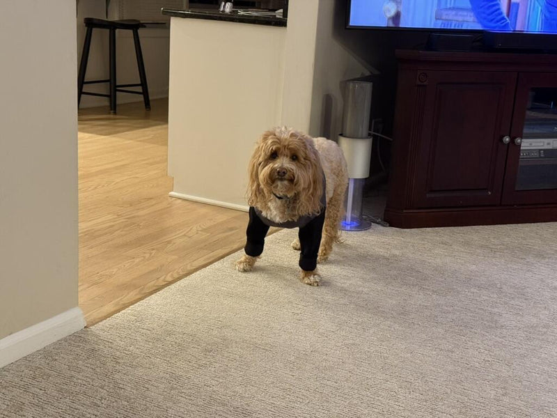 Doodle standing indoors wearing Pupcovery front leg recovery sleeves