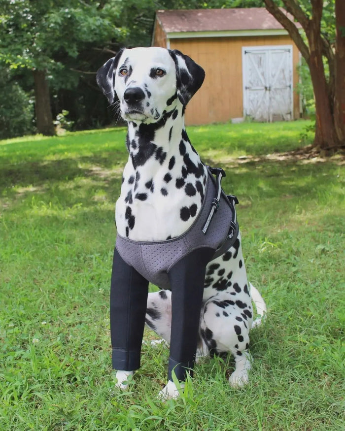 Dalmatian sitting on grass wearing Pupcovery front leg recovery sleeves