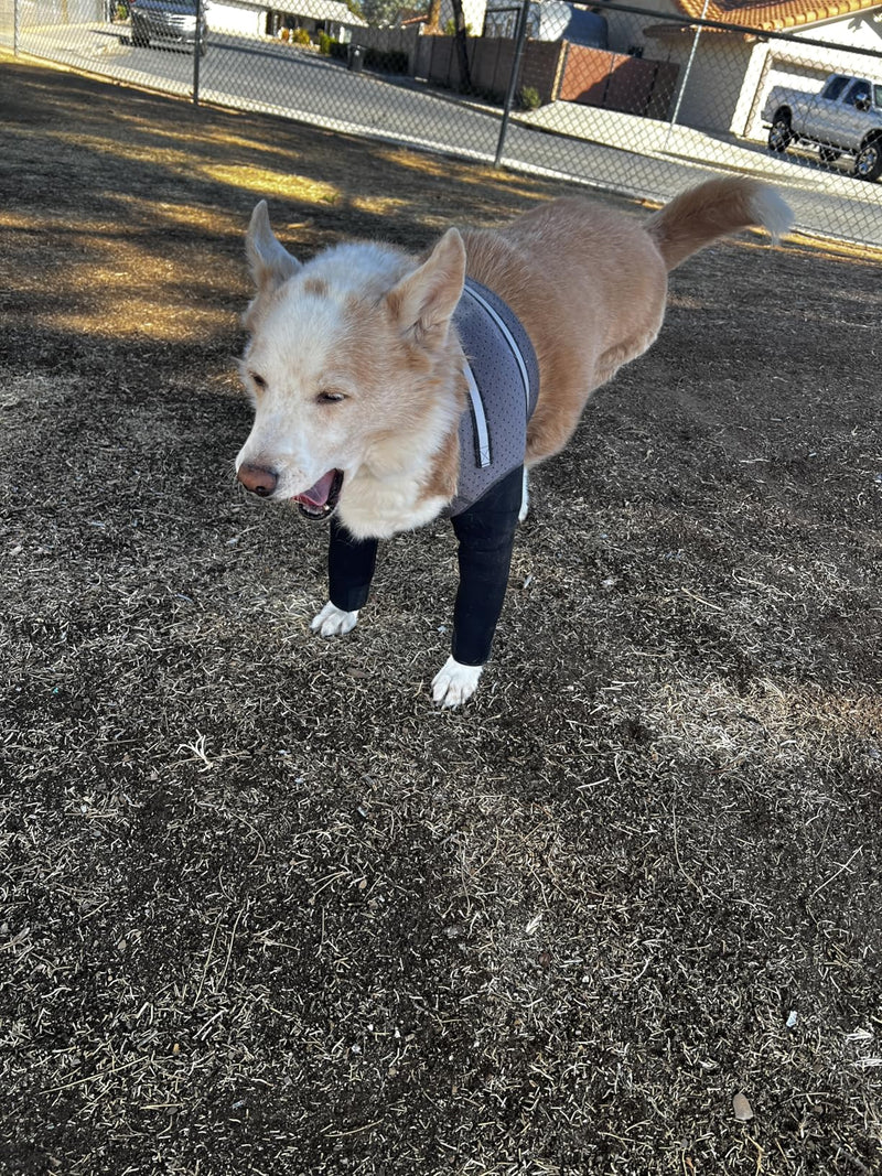 Dog standing outdoors on grass wearing Pupcovery front leg recovery sleeves