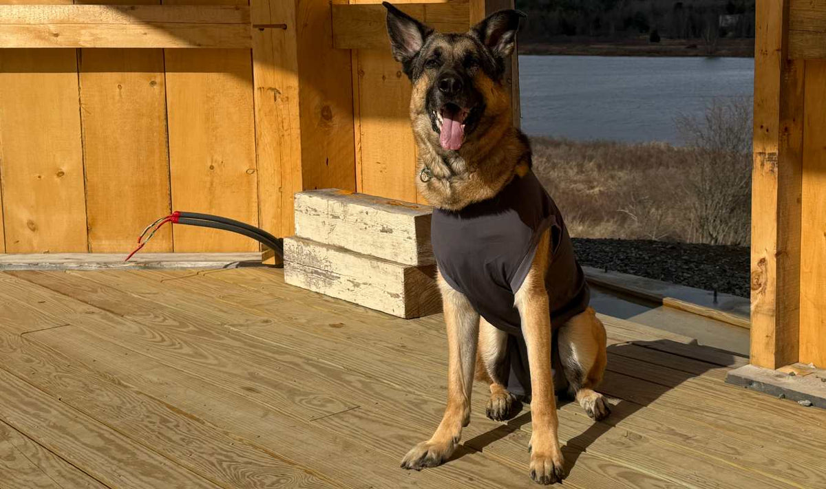 Happy dog in a Pupcovery recovery suit sitting comfortably by the lake