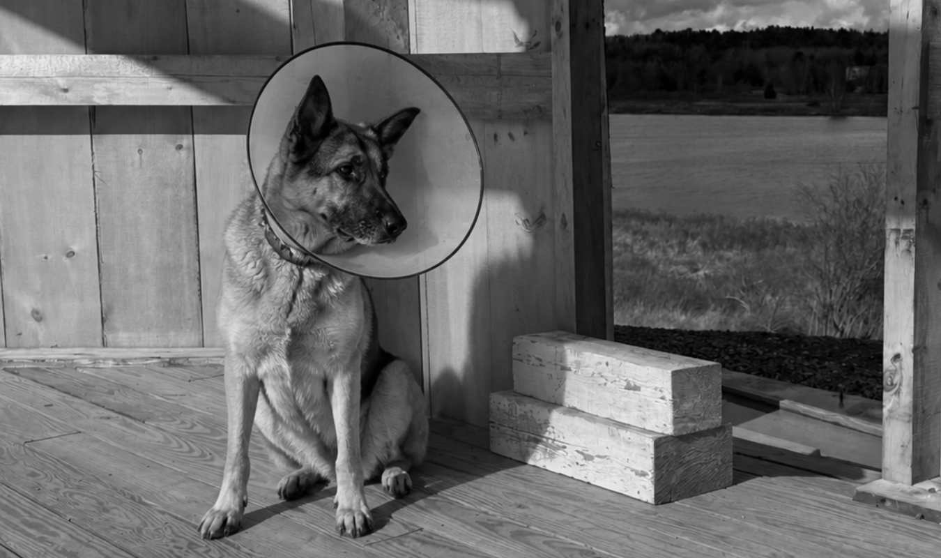 Dog wearing an uncomfortable plastic cone by the lake