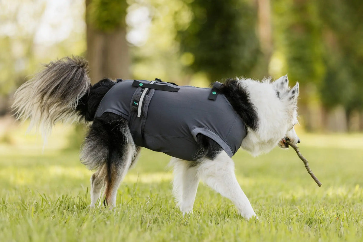 Dog Recovery Suit | Post-Surgery Cone Alternative