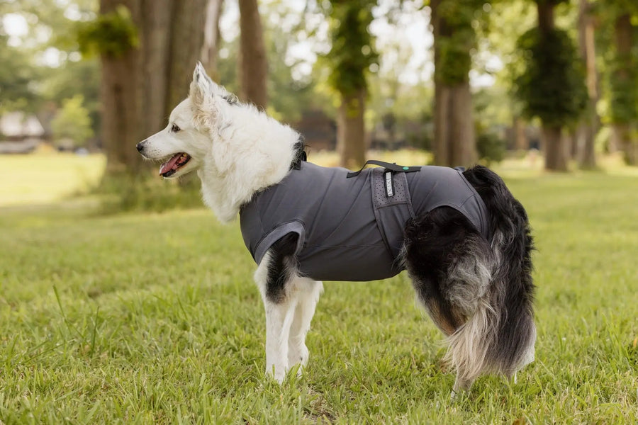 Dog Recovery Suit | Post-Surgery Cone Alternative