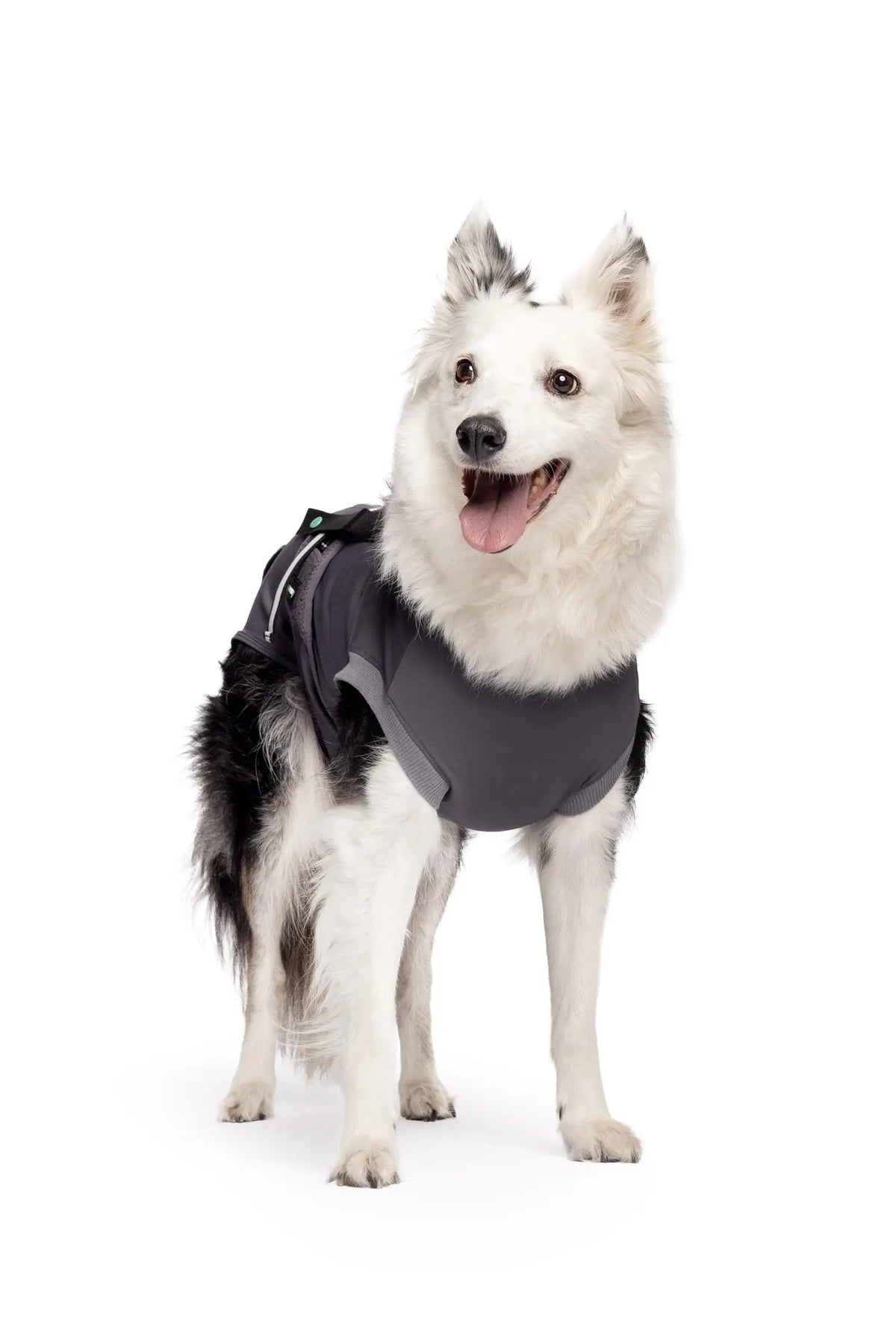 Dog Recovery Suit | Post-Surgery Cone Alternative