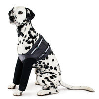 Hot Spot Treatment For Dogs - Front Leg Recovery
