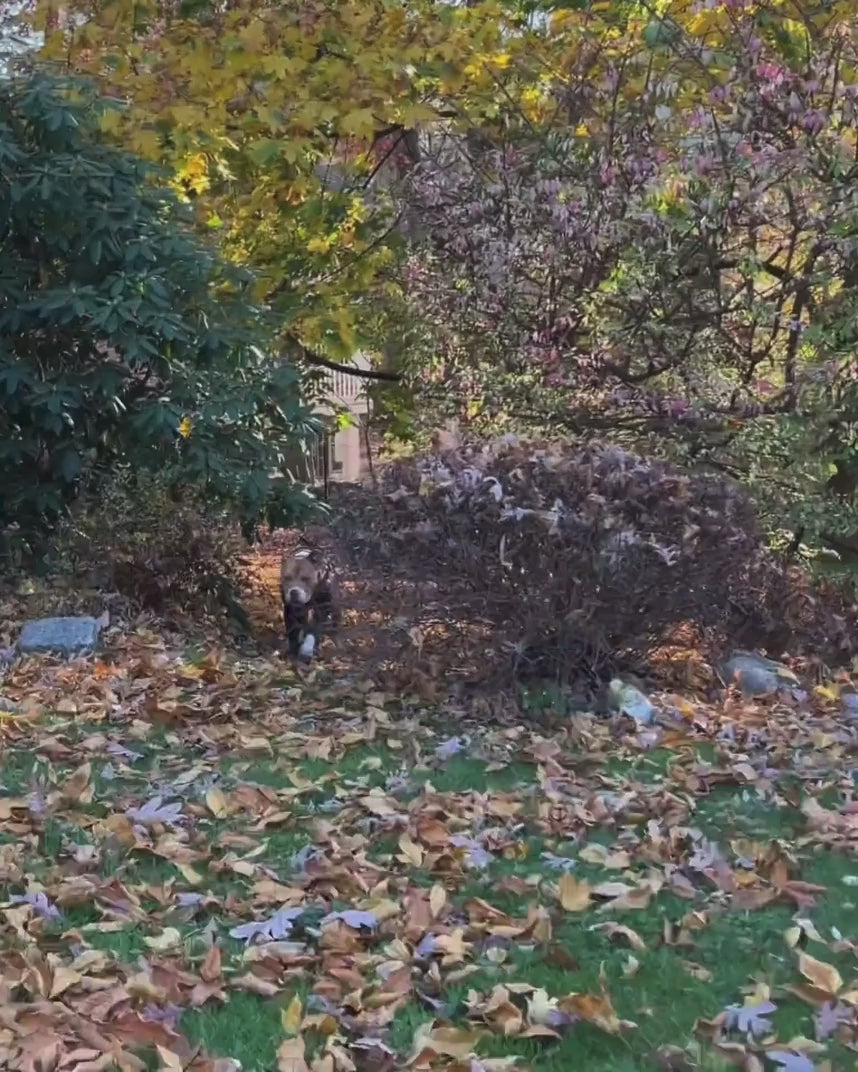 Front Leg Recovery Sleeves - For Hot Spots & Wounds